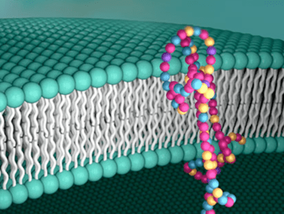 Cell Membrane Protein image